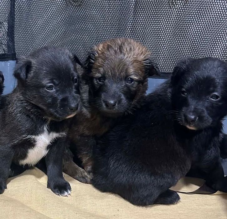 Цуценята хлопчик і дівчинка в добрі руки Вінниця