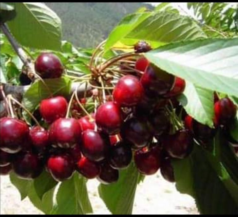 Quinta com nascente de água mineral 45Litros p/minuto