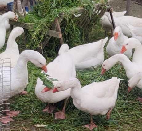 Дорослі домашні гуси Звенигородка