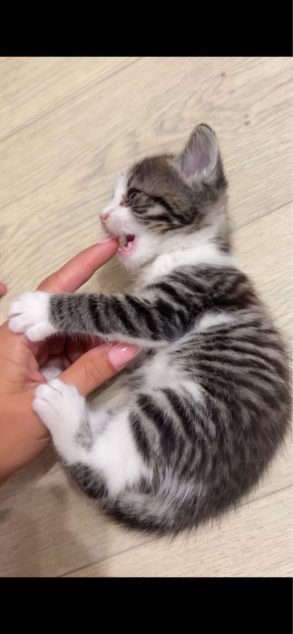 Котенок, тигровый мальчик в добрые руки