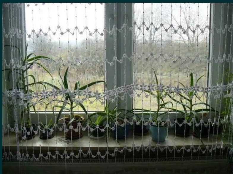 Aloes drzewiasty trzyletni duża roślina domowy lek panaceum