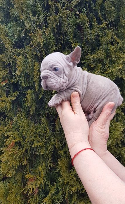 Французький бульдог