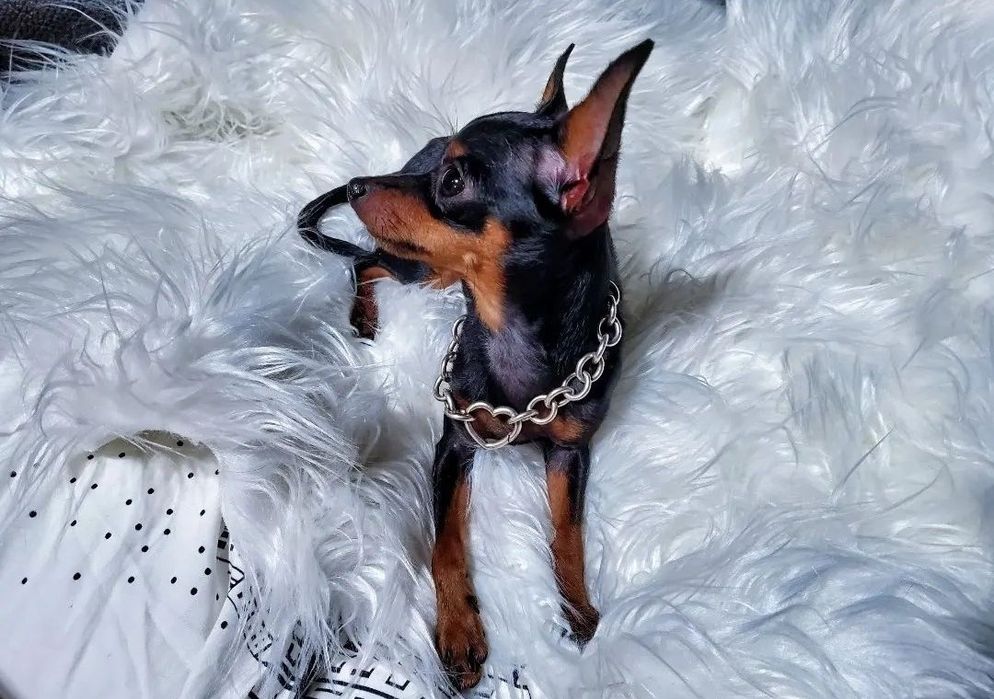 * Prazsky Krysarik * Praski Ratler * Ratlerek * Ratler * FCI