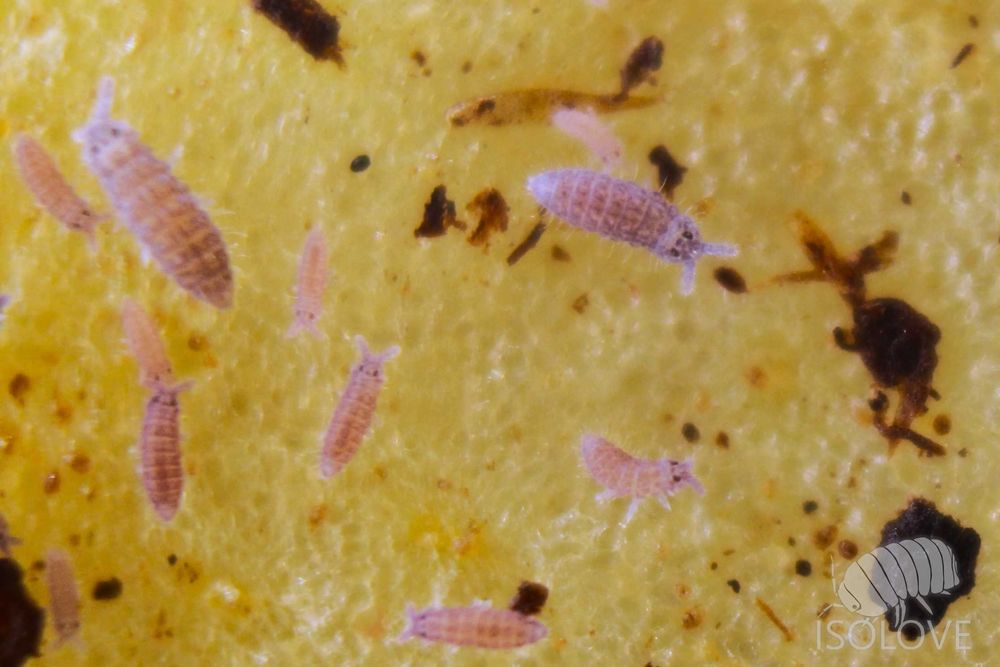 Ceratophysella isabellae "lilac", piękne skoczogonki ekipa sprzątająca