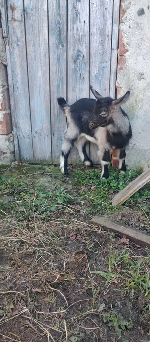 Козенята продам