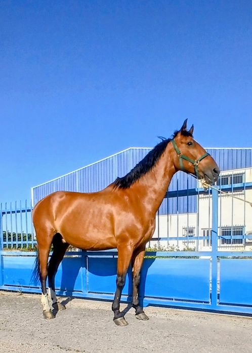 Vendo ou troco cavalo castrado