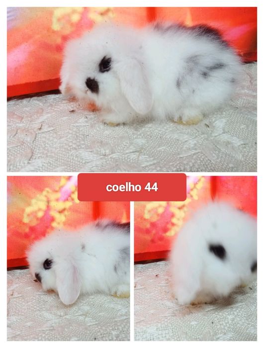 Entrega de coelhos anões em Mangualde