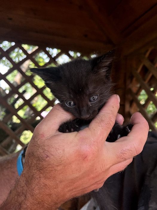 Віддам кошенят в добрі руки. 2 котика і кішечка