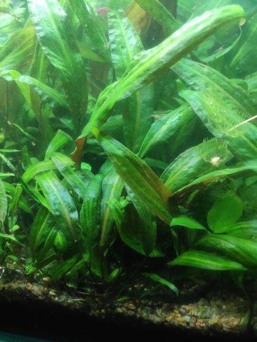 Папоротник таиландский узколистный + Анубиас нано.  Растения. Аквариум