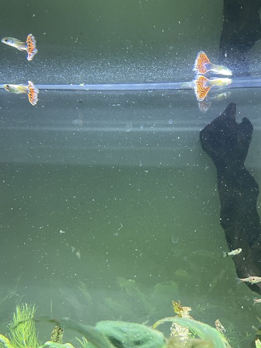 3 guppies adultos e 6 crias