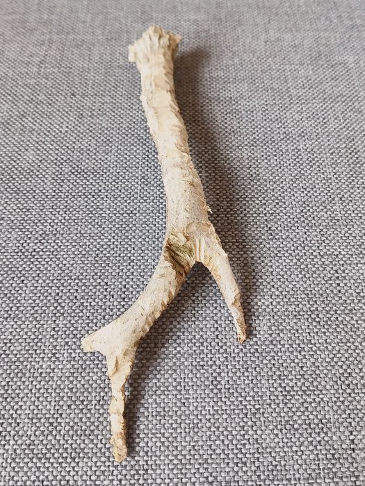 Róg sarny, wysokość 20cm