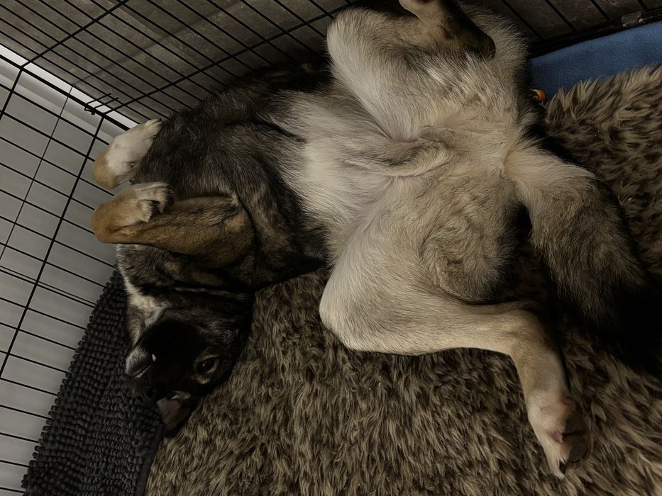 3-letni aktywny kastrowany psiak szuka domu