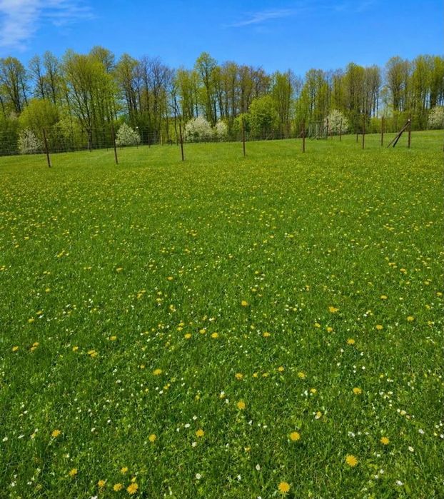 Działka rekreacyjna -Mazury, Las&jezioro