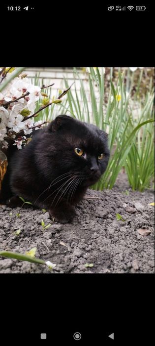 Подарую кошеняток