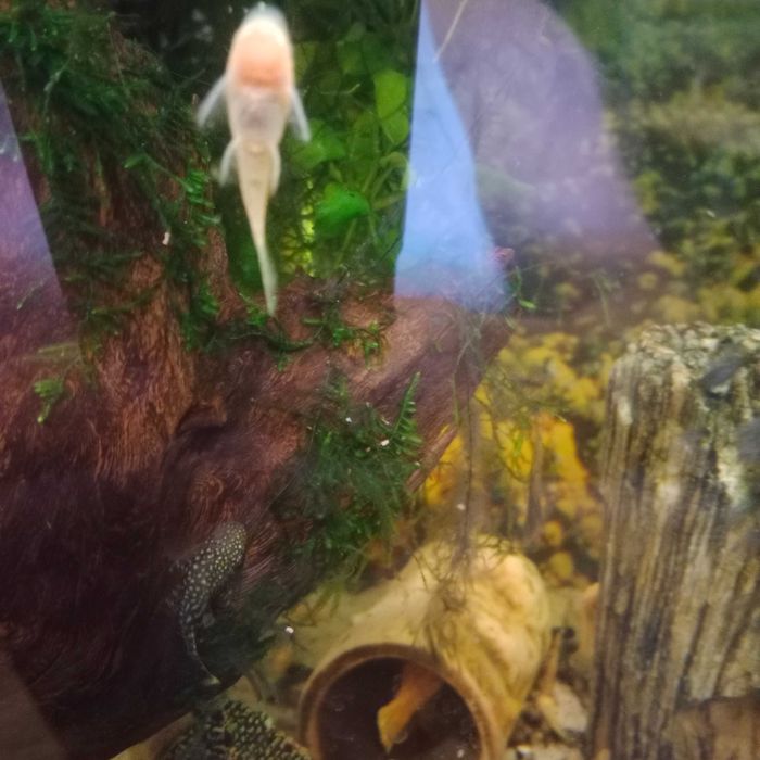 Sprzedam młode glonojady