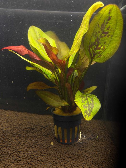 Żabienice MIX M.G Quarium