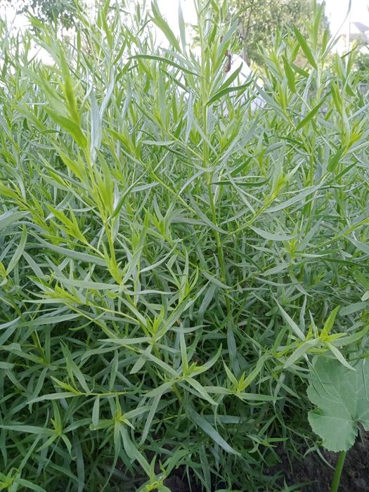 Продам эстрагон..Тархун