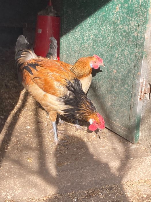 Galos várias raças