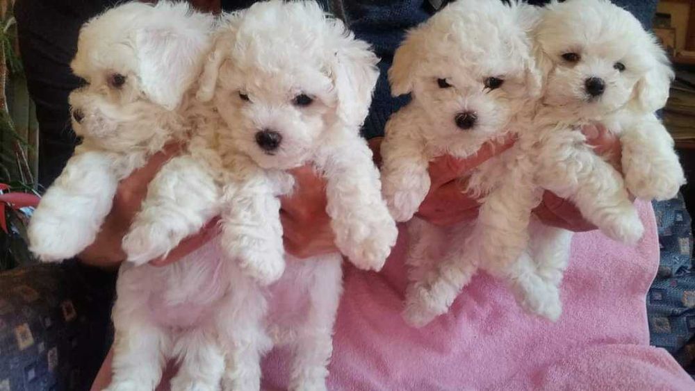 Продам кукольних цуценят Бішон Фрізе