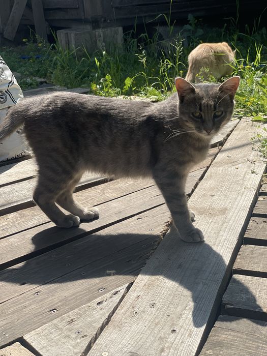 Бесплатно котики