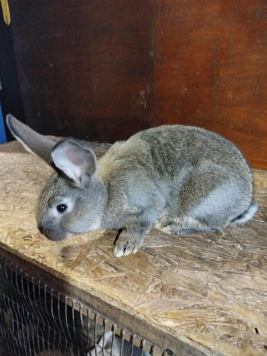 Кролики (хлопці)