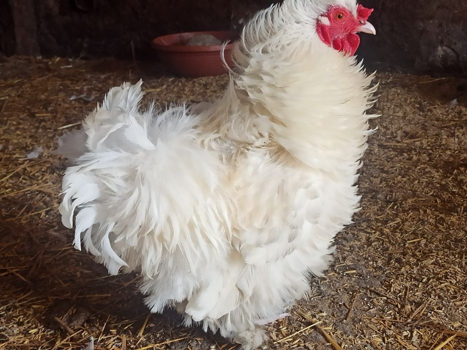 Kogut silka lokowany silki jedwabiste