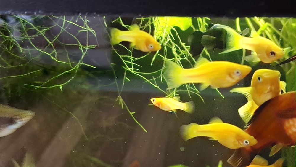 Molinezja żółta (złota), molinezja black molly