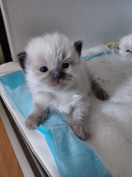 Kocięta Ragdoll Rodowodowe