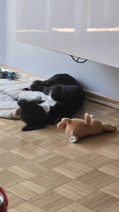Oddam 4 miesieczną suczke