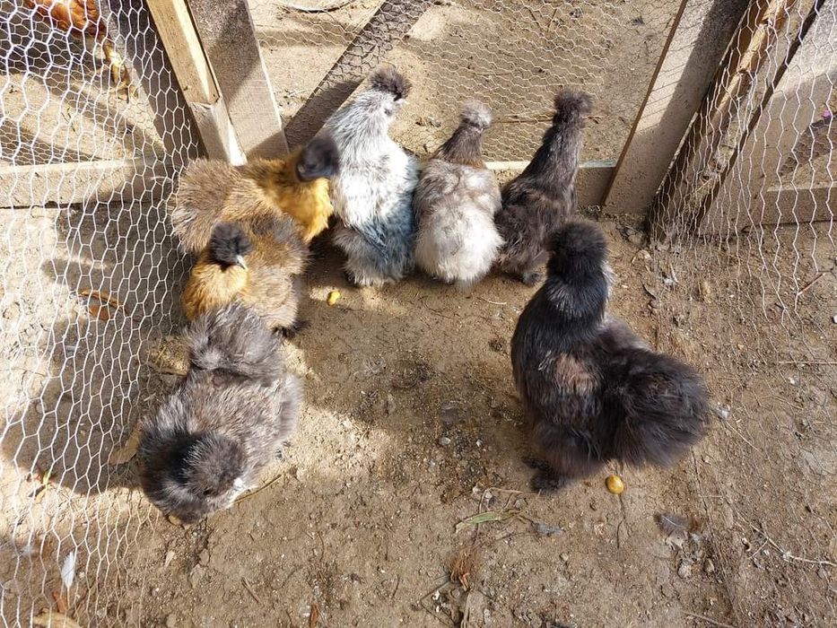 Ovos/aves raça la bresse gauloise, sedosa, codorniz