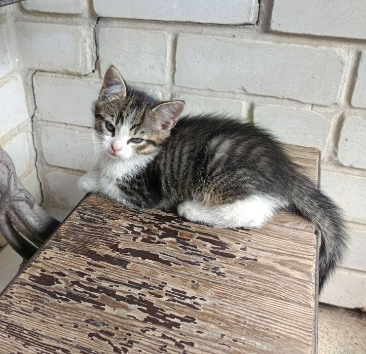 Шикарные Котята бесплатно