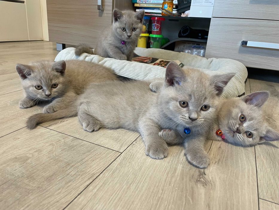 Koty i kotki brytyjski