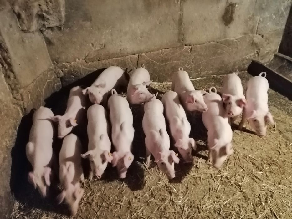 Prosięta PBZ. Sprzedam.