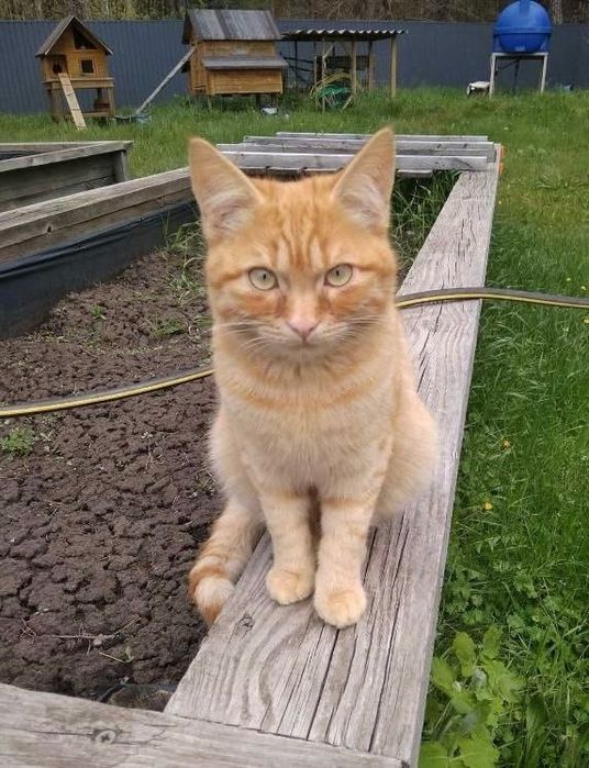Котята отдам котенок мальчик