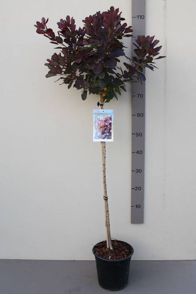Perukowiec Royal Purple na Pniu 90 -120 cm Cena 100 zł