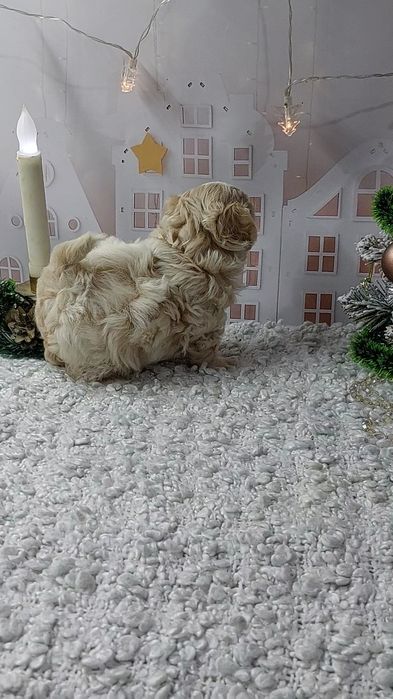 Хлопчик  мальтіпу Ф1