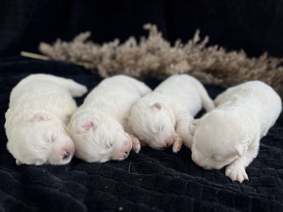 Samoyed, samojed, szczeniak po rodzicach ZKwP, FCI, Kraków, rezerwacja