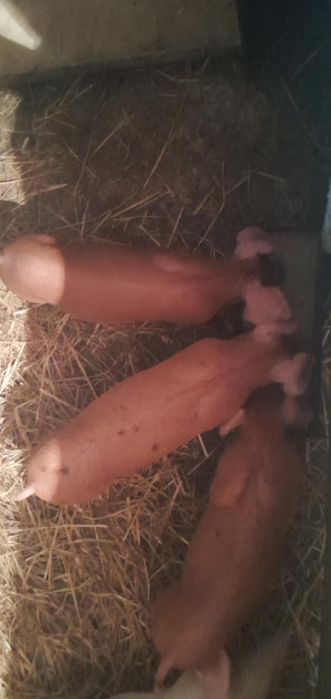 Продаєм поросята дюрок,кантор.