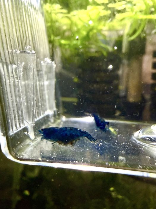 Krewetki neocaridina  blue velvet