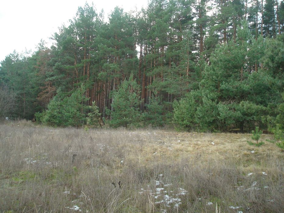 Ціну змінено!!! Продам земельну ділянку під будівництво в с. Чорнявка