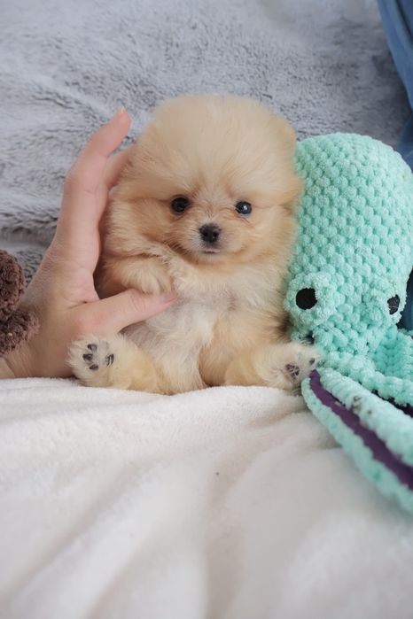 Lulu da Pomerânia.  500 gramas Super Mini.Ursinha Russa. Spitz anão. LOP e Afixo.