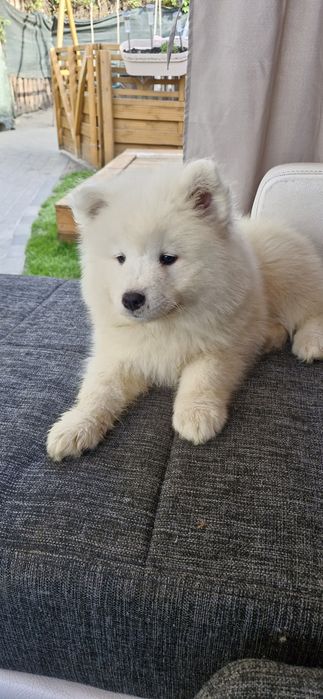 Samoyed gotowy do Nowego Domu