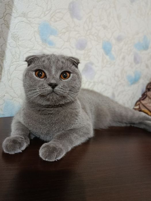 Шукаємо прямовухого шотландця