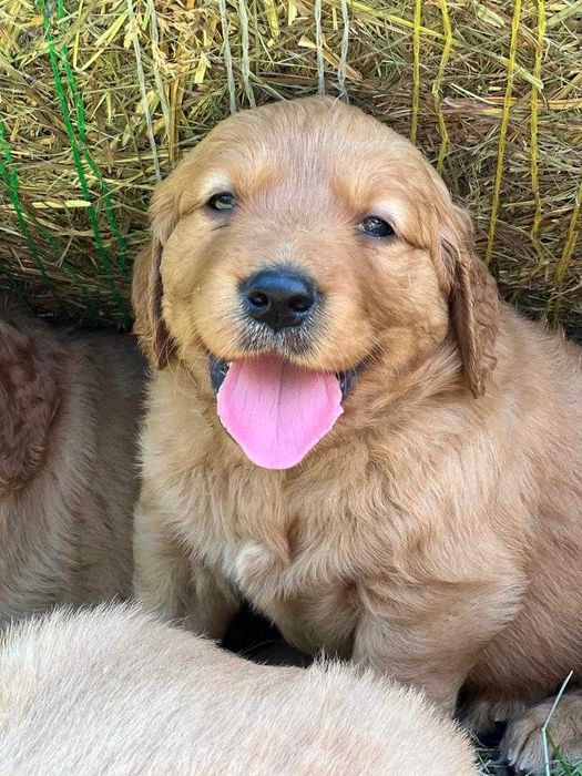 Golden Retriver piesek