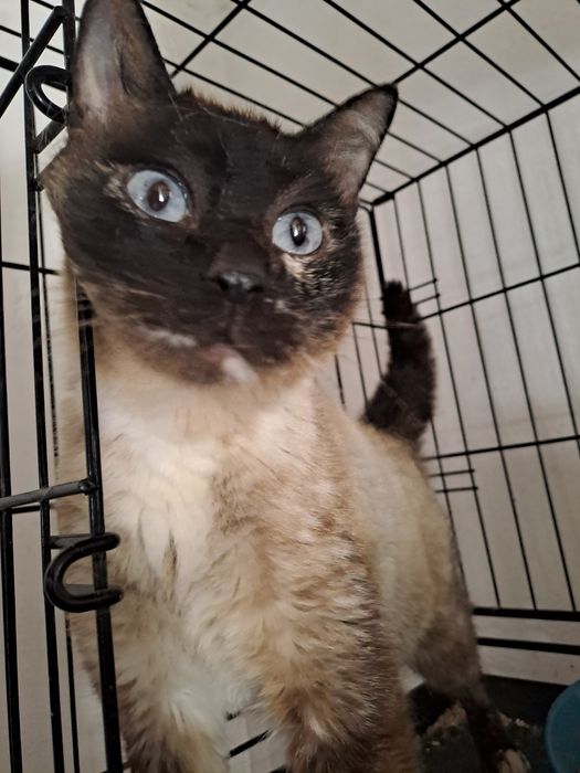 Gata adulta para adoção