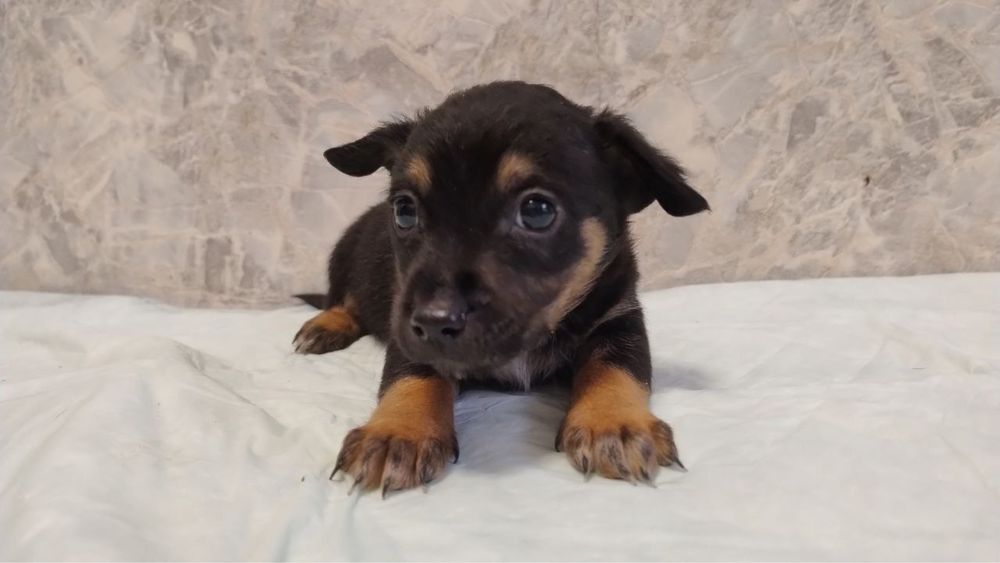 Цуценята в добрі руки 2міс