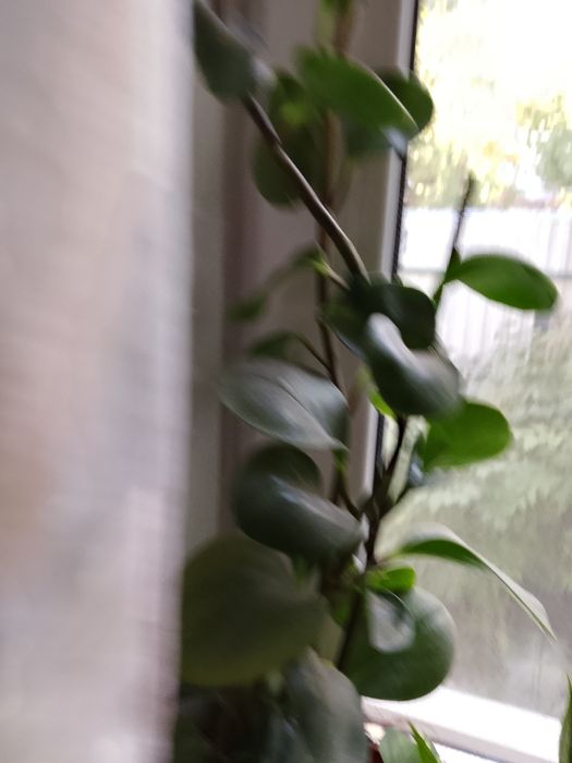 Продам вазони свої