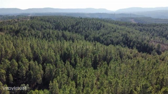 Terreno Rústico em Rodeios