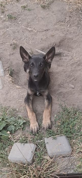 Продам щенков,  4 мес.
