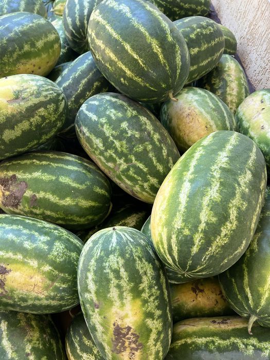 Продам арбуз херсонский